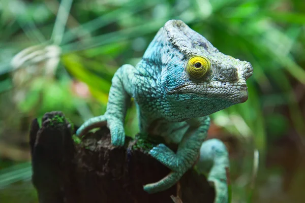 Camaleón verde — Foto de Stock