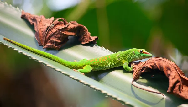 Grüner Gecko — Stockfoto