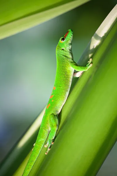 Zelená gecko — Stock fotografie