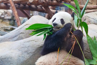 Panda.