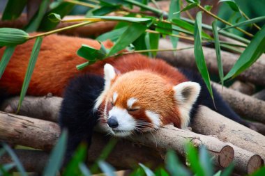 Red panda (firefox)
