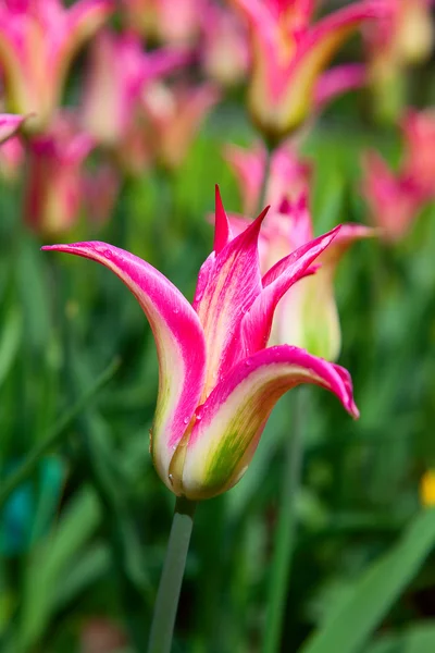 Tulips — Stock Photo, Image