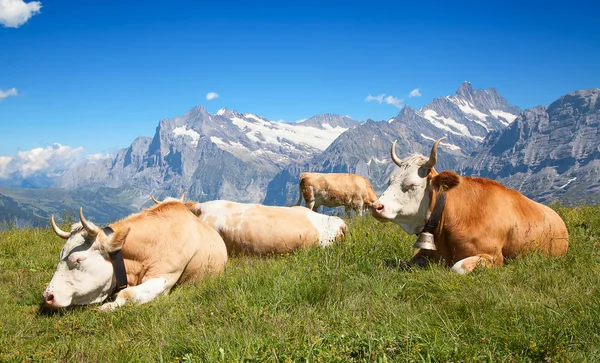 Vaca suíça — Fotografia de Stock