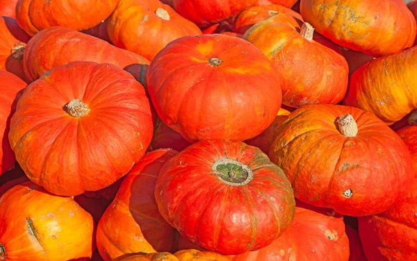 Citrouilles colorées — Photo