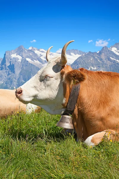 Schweizer Kuh — Stockfoto