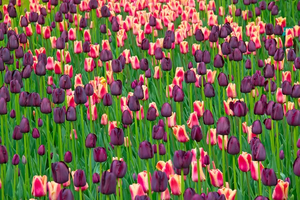 Tulipani — Foto Stock