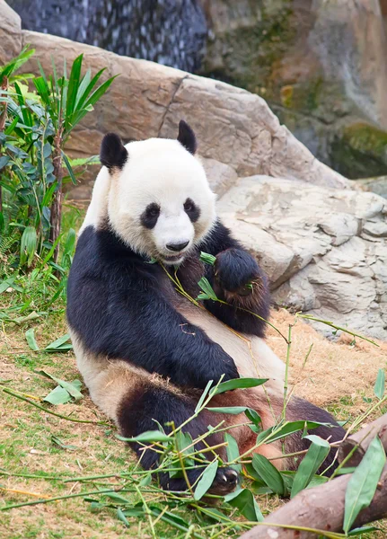 Niedźwiedź panda — Zdjęcie stockowe