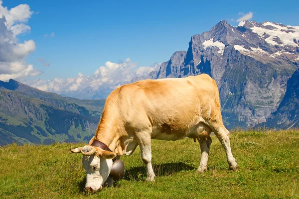 Schweizer Kuh — Stockfoto