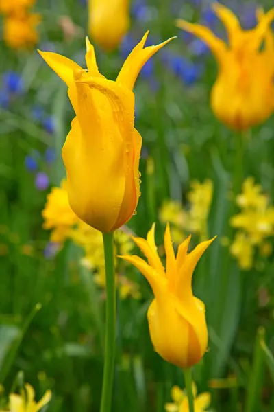 Tulipas — Fotografia de Stock