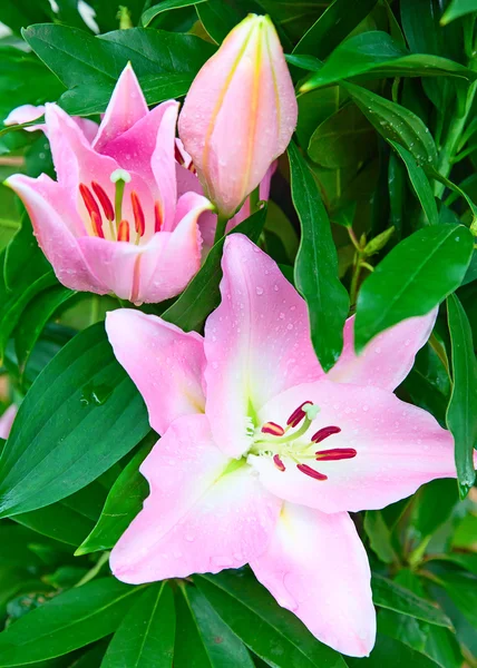 Lilies — Stock Photo, Image