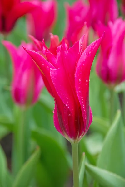 Tulipanes — Foto de Stock