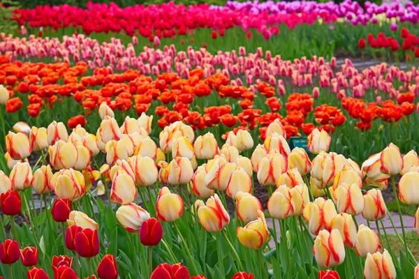 Tulips — Stock Photo, Image