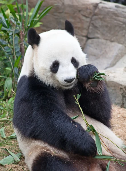 Pandabär Stockbild