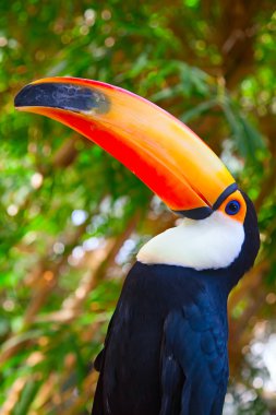 renkli tucan