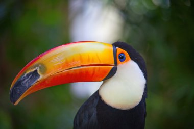 renkli tucan
