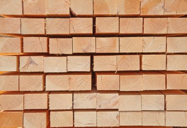 taze ahşap Çıtçıt