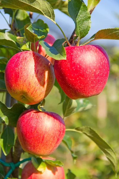 Apple tuin — Stockfoto