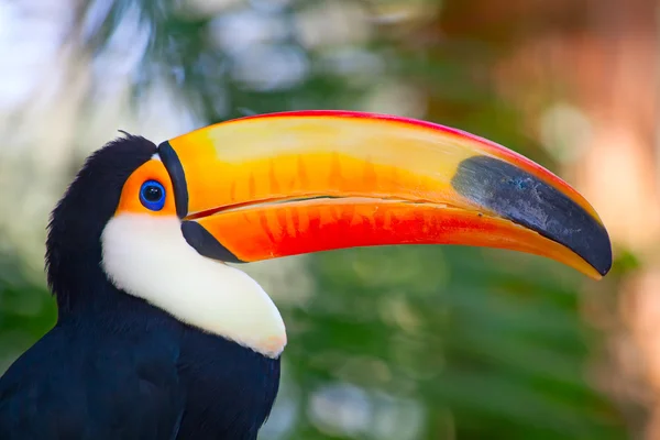 Πολύχρωμο tucan — Φωτογραφία Αρχείου