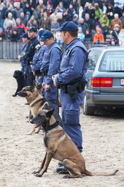 काम पर पुलिस कुत्तों — स्टॉक फ़ोटो, इमेज