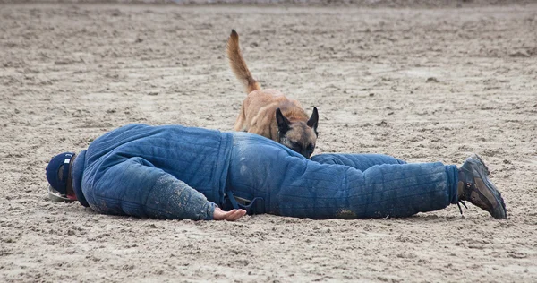 Police dog — Stock Photo, Image