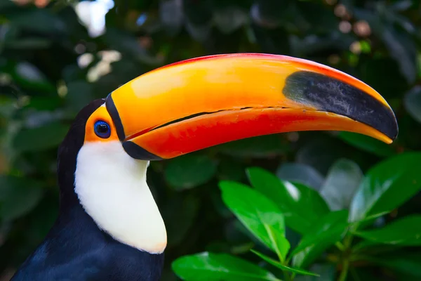 Färgglada tucan — Stockfoto