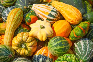 Renkli balkabakları