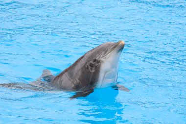 şişe burunlu yunus