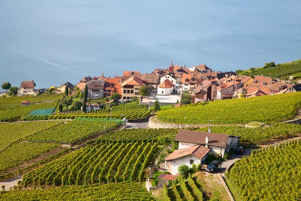 Lavaux region — Stock Photo, Image