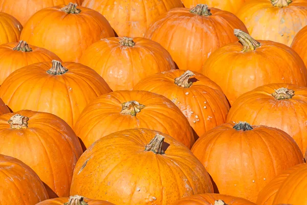 Colorful pumpkins — Stock Photo, Image