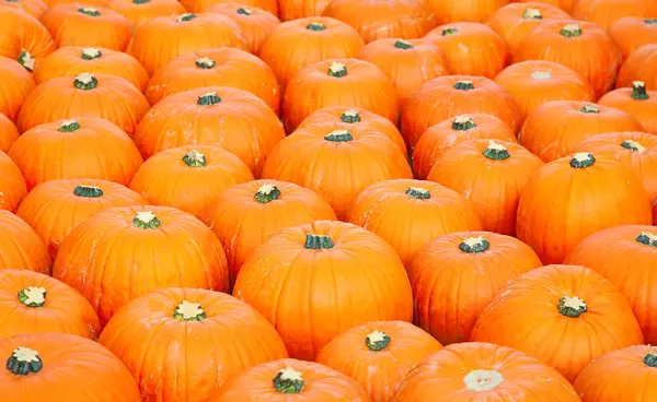 Kleurrijke pompoenen — Stockfoto