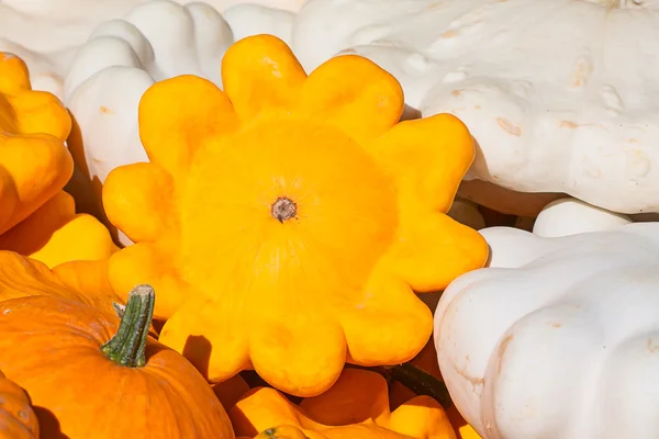 Calabazas coloridas — Foto de Stock