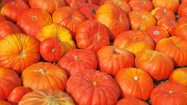 Colorful pumpkins — Stock Photo, Image