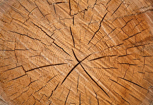 Borchie di legno fresco — Foto Stock