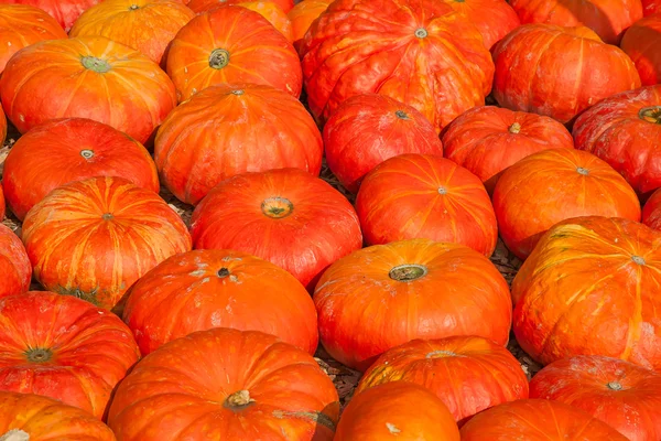 Calabazas coloridas — Foto de Stock