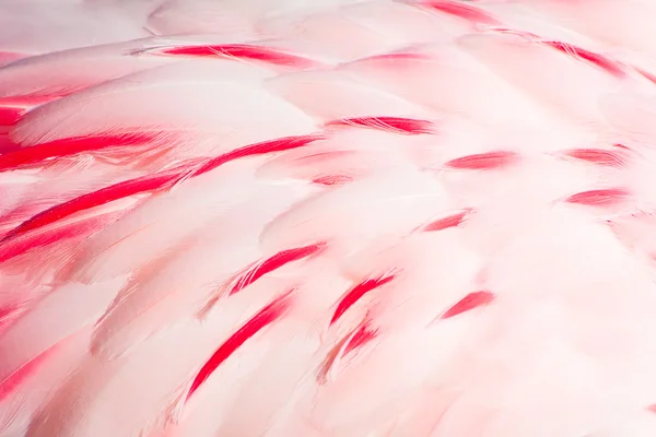 Ροζ φλαμίνγκο φτερά — Φωτογραφία Αρχείου