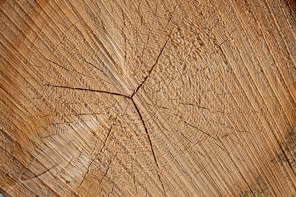 Borchie di legno fresco — Foto Stock