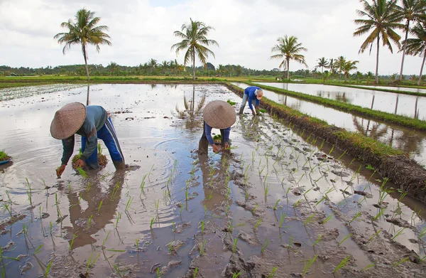 Rice field — Stock Photo, Image