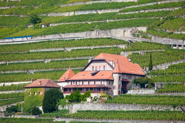 Lavaux region — Stock Photo, Image