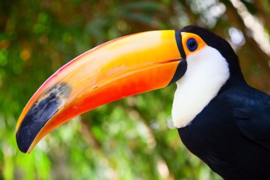 renkli tucan