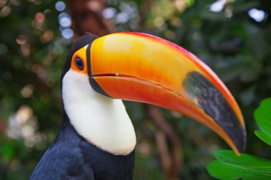 renkli tucan