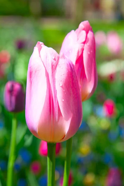 Tulipanes — Foto de Stock