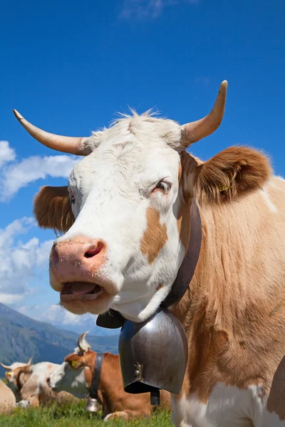 Schweizer Kuh — Stockfoto