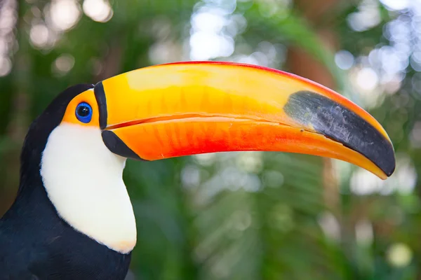 Tucan colorido — Fotografia de Stock