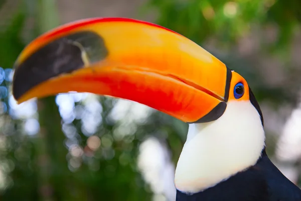 Tucan colorido — Fotografia de Stock