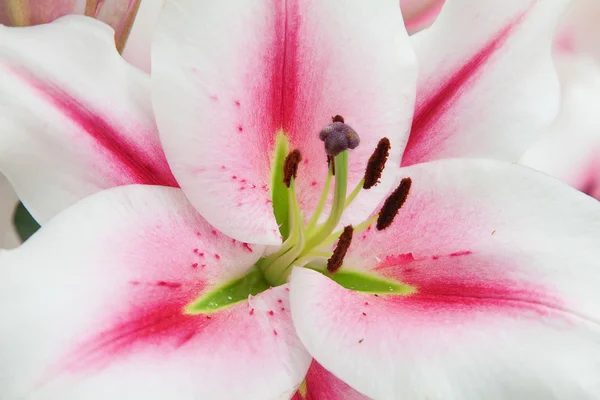 Lilies — Stock Photo, Image