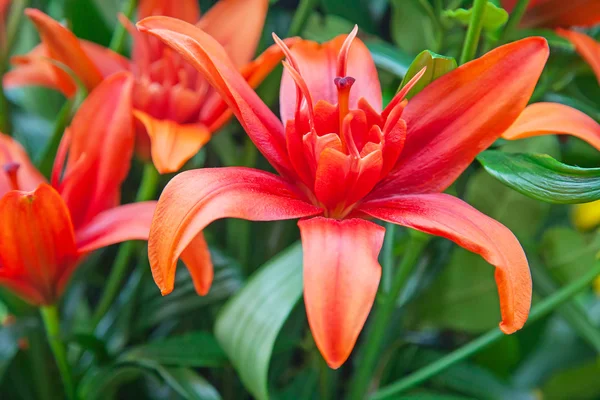 Lilies — Stock Photo, Image