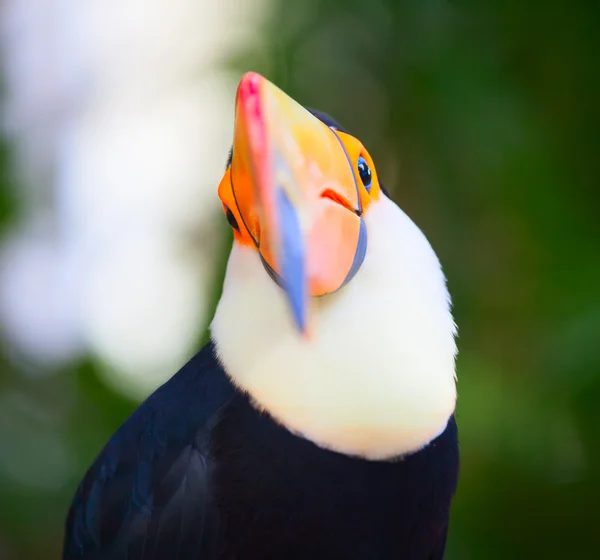 Färgglada tucan — Stockfoto