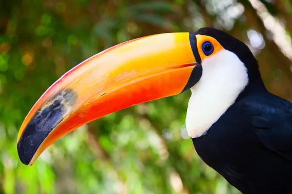 Kleurrijke tucan — Stockfoto