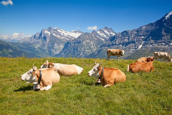 Schweizer Kuh — Stockfoto