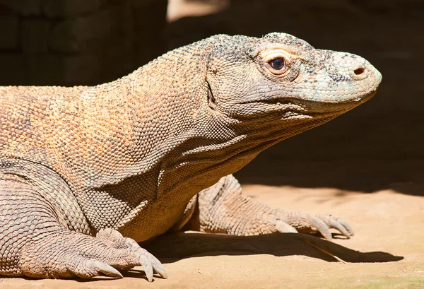 Komodo dragon — Stock Image Komodo dragon Stock Image